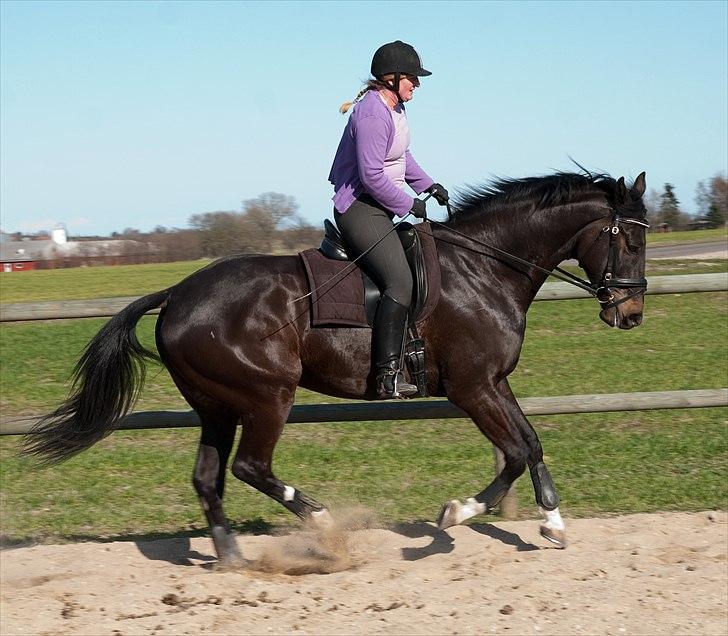 Dansk Varmblod Prins billede 1