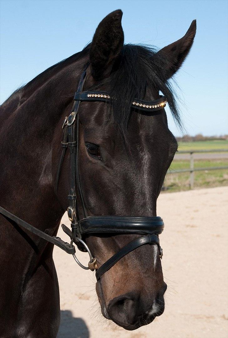 Dansk Varmblod Prins billede 2