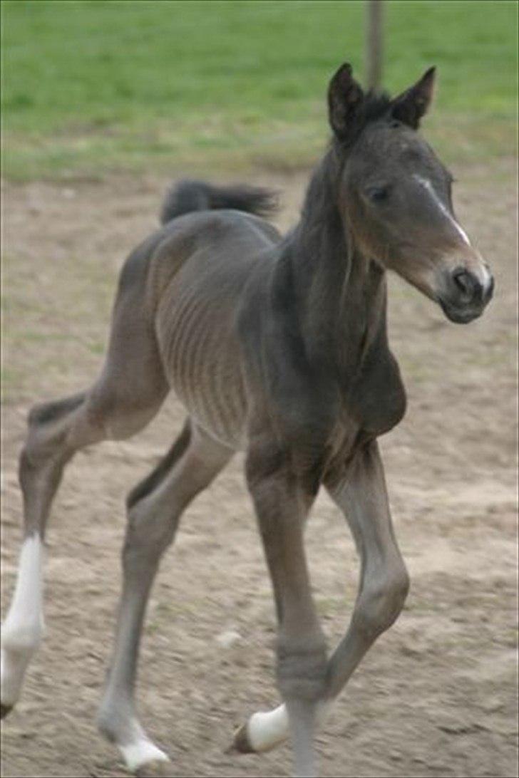 Dansk Varmblod Prins billede 3