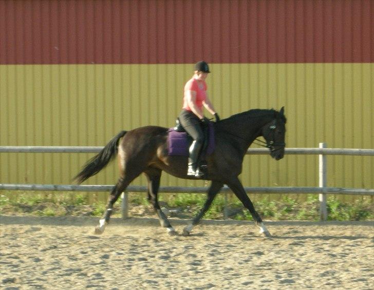 Dansk Varmblod Prins billede 4