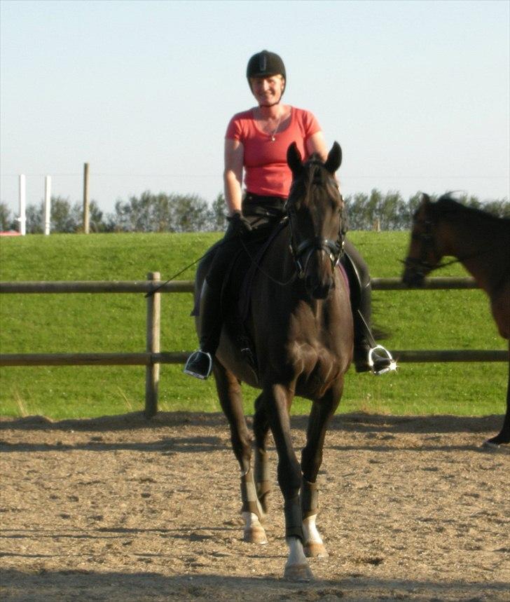 Dansk Varmblod Prins billede 5