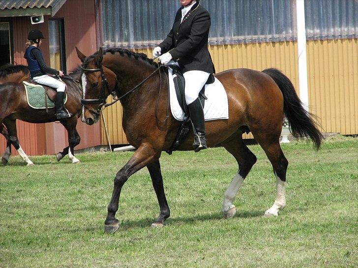 Dansk Varmblod Maycha billede 1