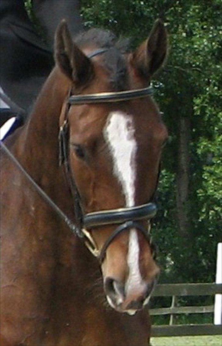 Dansk Varmblod Maycha billede 2