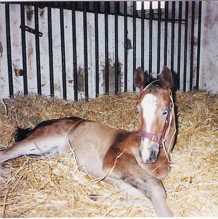 Dansk Varmblod Maycha - Maycha som lille:)
Allerede lækker synes hun;) billede 3