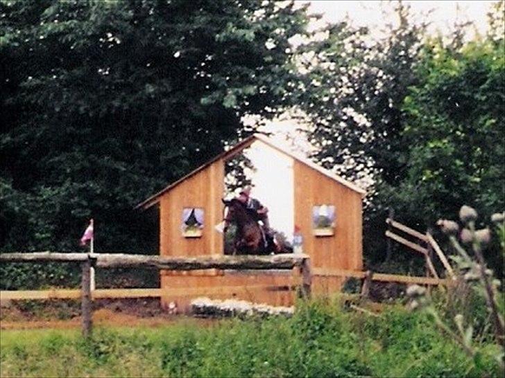 Dansk Varmblod Maycha - Military Maycha billede 4