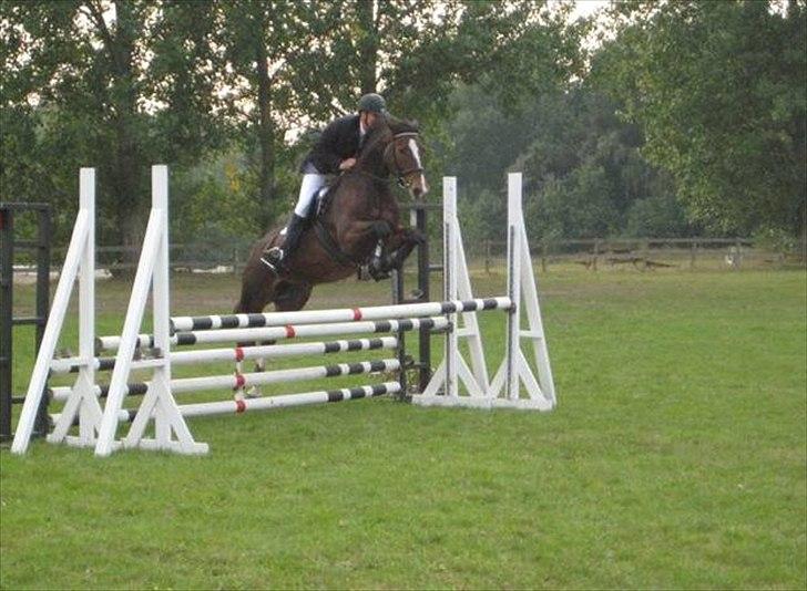 Dansk Varmblod Maycha billede 5