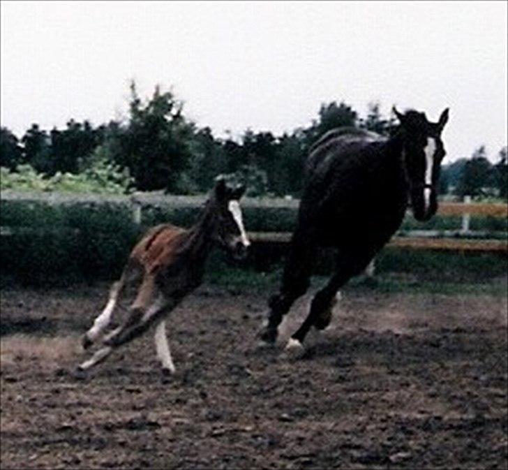Dansk Varmblod Maycha - Maycha og Mor ude første gang:) billede 7