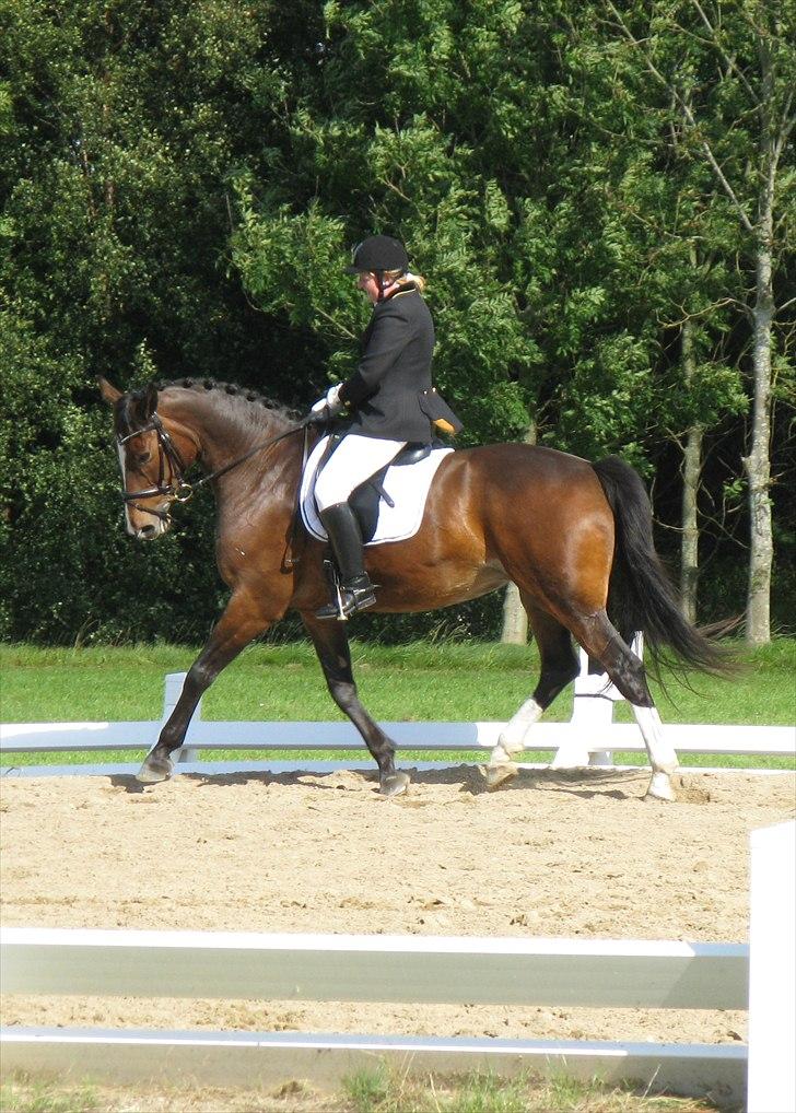 Dansk Varmblod Maycha billede 8