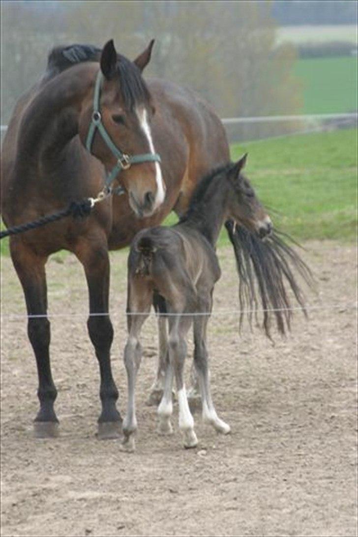 Dansk Varmblod Prins billede 6