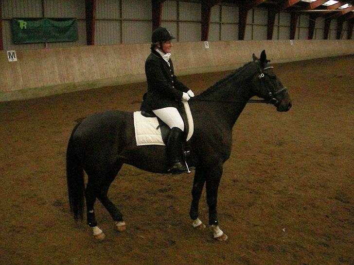 Dansk Varmblod Prins billede 7