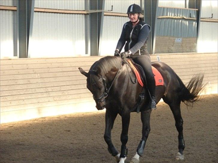 Dansk Varmblod Prins billede 8