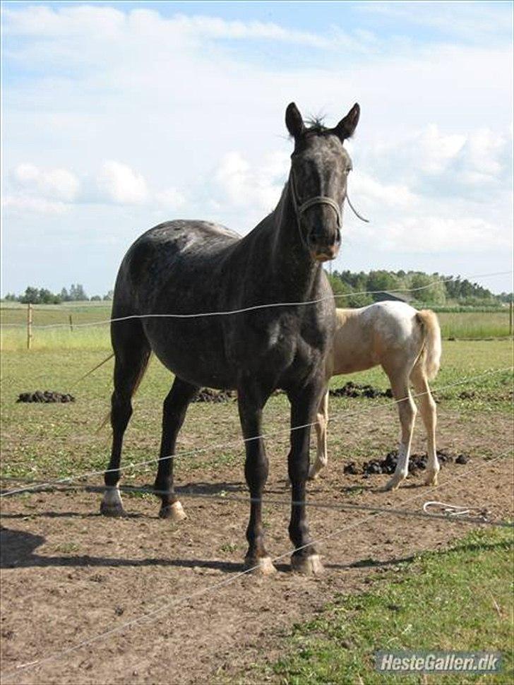 Knabstrupper Cirkeline {lånte} - Hvad syntes I? billede 11