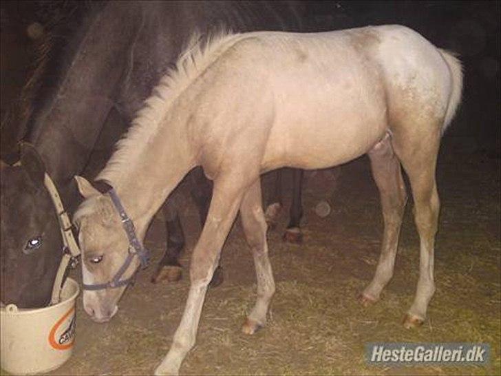 Knabstrupper Cirkeline {lånte} - Cirkeline i stald! billede 12