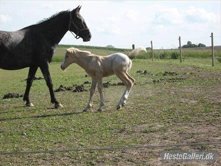 Knabstrupper Cirkeline {lånte} - Håber I nød billederne af den dejlige hest! Smid en bebømelse og komentar! billede 13