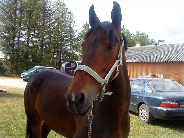 Anden særlig race Cassiopaia ¤Gammel Part¤ - Velkommen til min profil billede 1