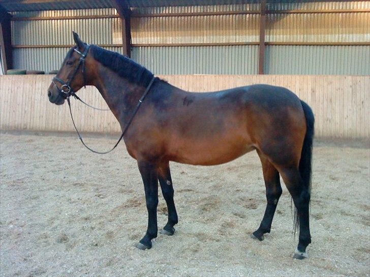 Anden særlig race Cassiopaia ¤Gammel Part¤ billede 2