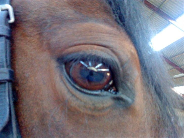 Anden særlig race Cassiopaia ¤Gammel Part¤ billede 3