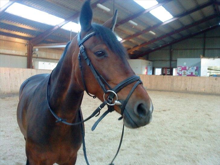 Anden særlig race Cassiopaia ¤Gammel Part¤ billede 4