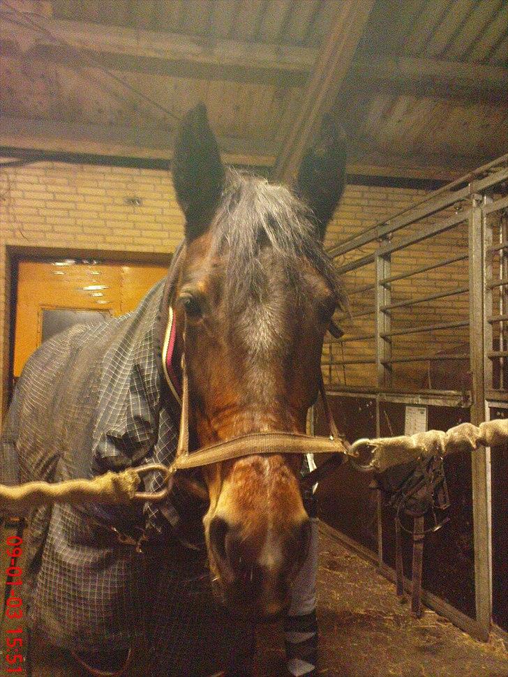 Anden særlig race Cassiopaia ¤Gammel Part¤ billede 6