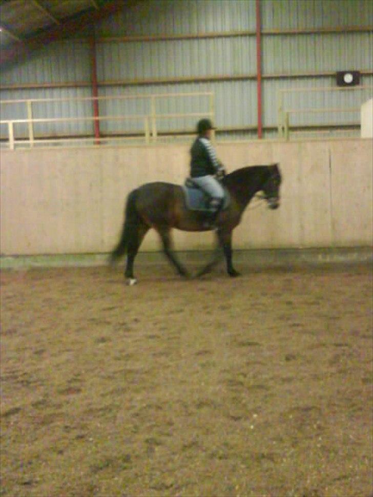 Anden særlig race Cassiopaia ¤Gammel Part¤ billede 9