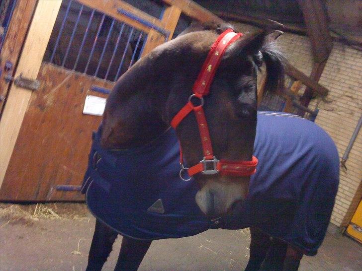 Anden særlig race Cassiopaia ¤Gammel Part¤ billede 10