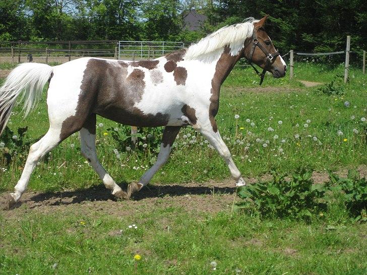 Pinto Araber Bandit Queen billede 8