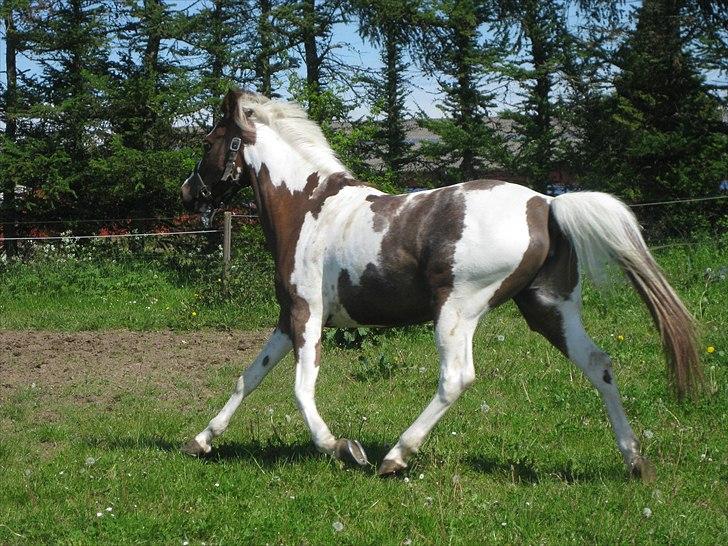Pinto Araber Bandit Queen billede 12