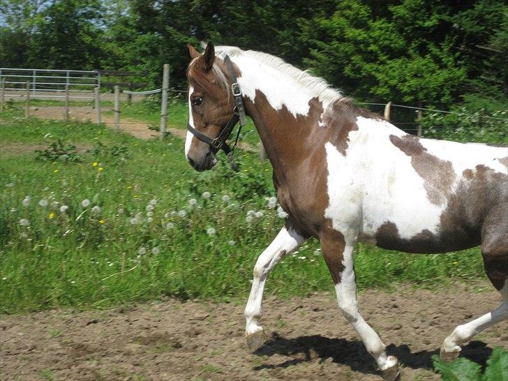 Pinto Araber Bandit Queen billede 13