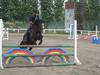 Welsh Cob (sec D) Spirit [Himmelhest]