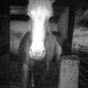 Palomino speedy cashmir