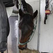 New Forest Brinks Queenie