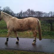 Palomino speedy cashmir