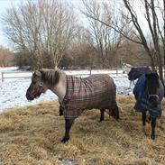 Anden særlig race Perle Bro<3 *Solgt*