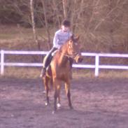 Traver min ohaio poppelgaard himmel hesten