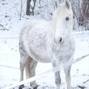 Anden særlig race Vivi Pigen!