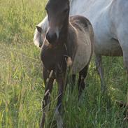 Islænder Álfadís fra Lille Vesters