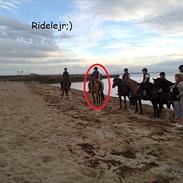 Anden særlig race Frk. Smilla  *SOLGT*