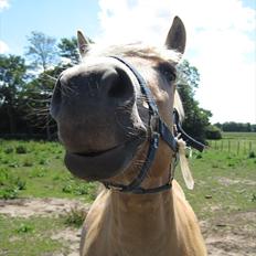 Anden særlig race Safran