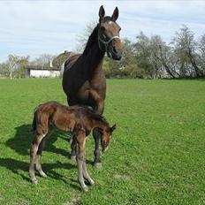 Dansk Varmblod BILLIE JEAN