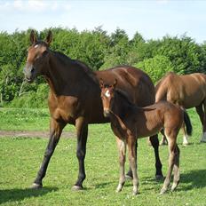 Dansk Varmblod BILLIE JEAN