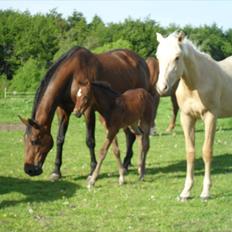 Dansk Varmblod BILLIE JEAN