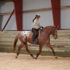 Knabstrupper Kjemsterups La Rokka