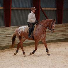 Knabstrupper Kjemsterups La Rokka