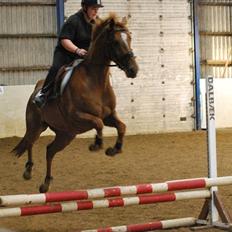 Tysk Varmblod  Findus <3