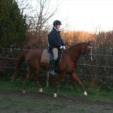 Arabisk fuldblod (OX) KR Markomir OX