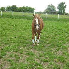 Welsh Pony af Cob-type (sec C)  Æblehavens Jacki Jarn