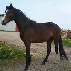 Dansk Varmblod Isabella