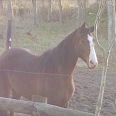 Dansk Varmblod Isabella