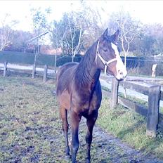 Dansk Varmblod Isabella