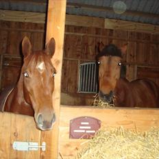 Standardbred Bastian